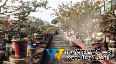 劉光嘉出示博物館內部圖片中，擺放著各種盆景。