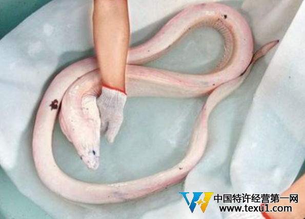 活體白龍王現身墨西哥淺海驚呆游客